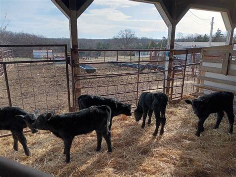 EACH WILL MAKE GOOD COWS 1050 EACH OBO CALL show contact info. . Dallas craigslist farm and calves by owner